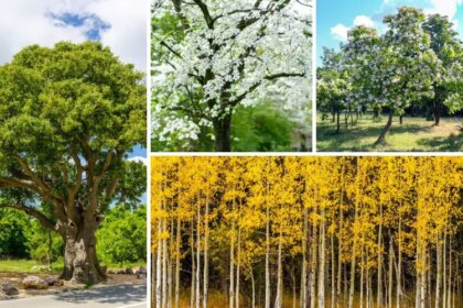 10 Meilleurs Arbres à Planter dans le Michigan