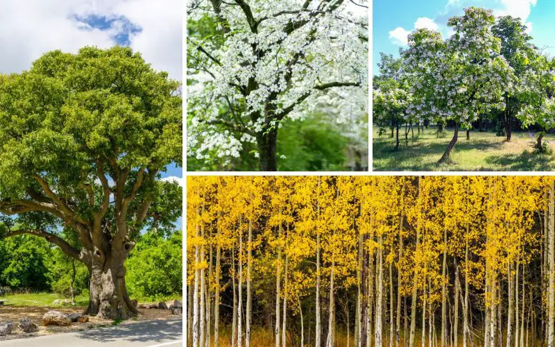 10 Meilleurs Arbres à Planter dans le Michigan