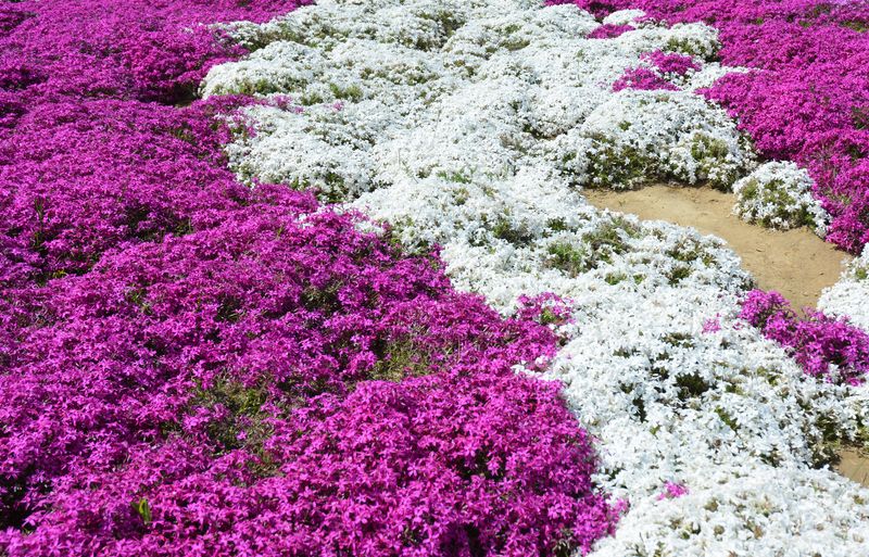 10 Plantes Anti-Mauvaises Herbes à Cultiver Dans Votre Jardin !