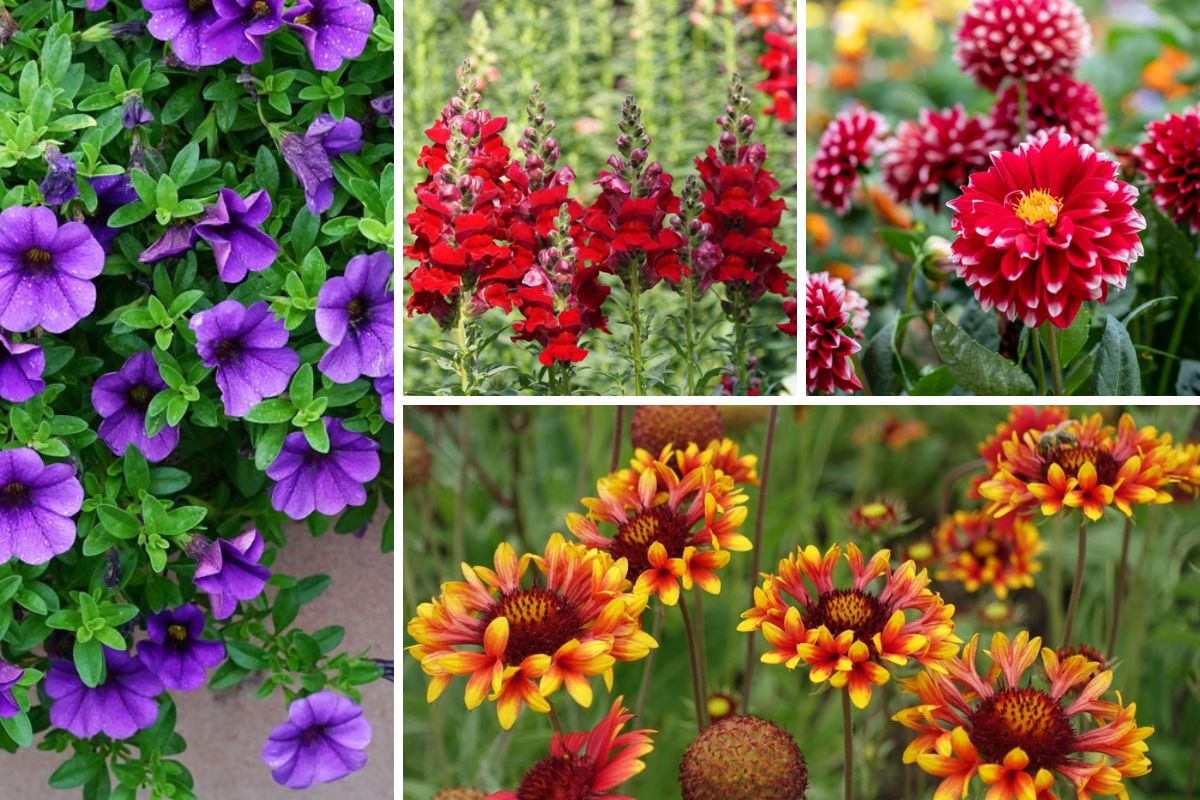 10 Annuelles Floridiennes Qui Prosperent