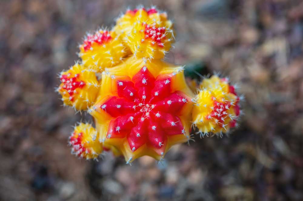 cactus rouge jaune lune