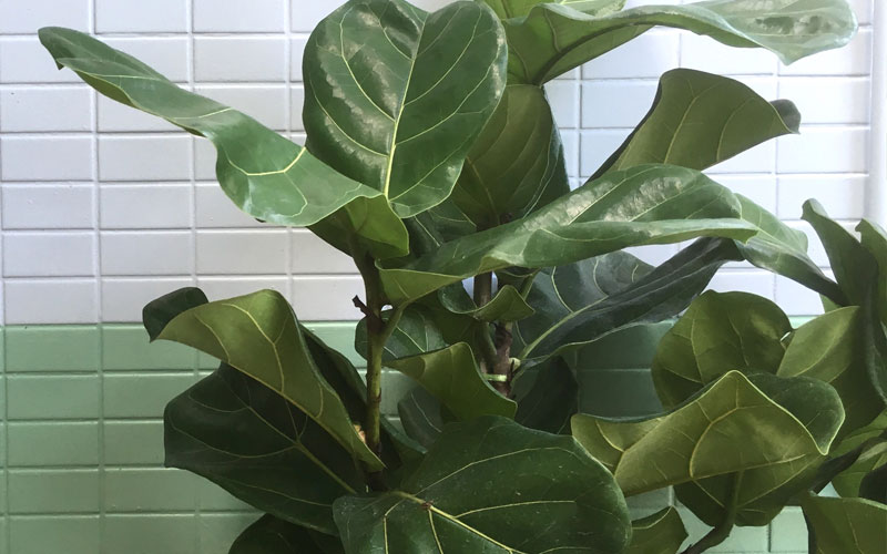 arbre Fiddle-Leaf Fig