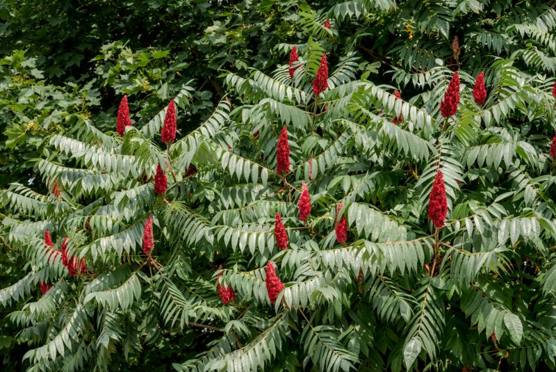 Sumac cornu