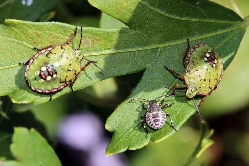 10 Ravageurs Courants à Surveiller dans les Jardins de Fin d’Été