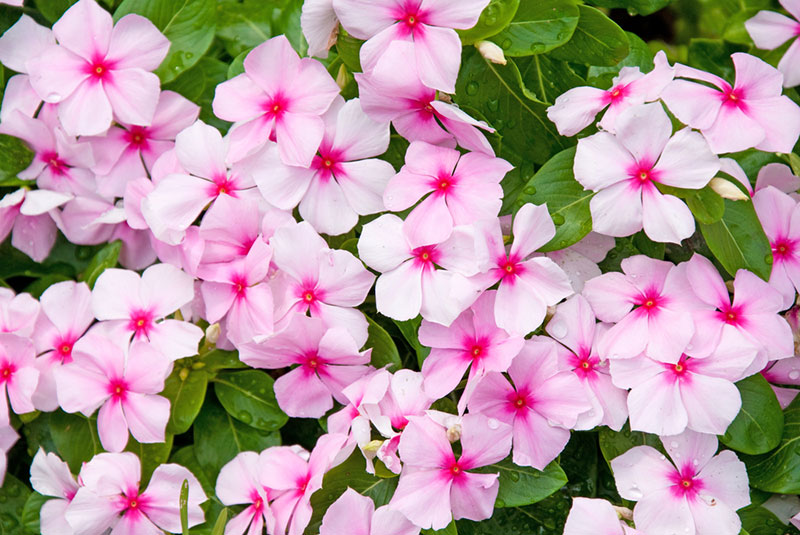 Impatiens