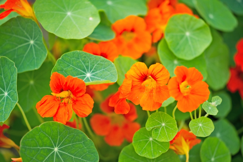 Nasturtium