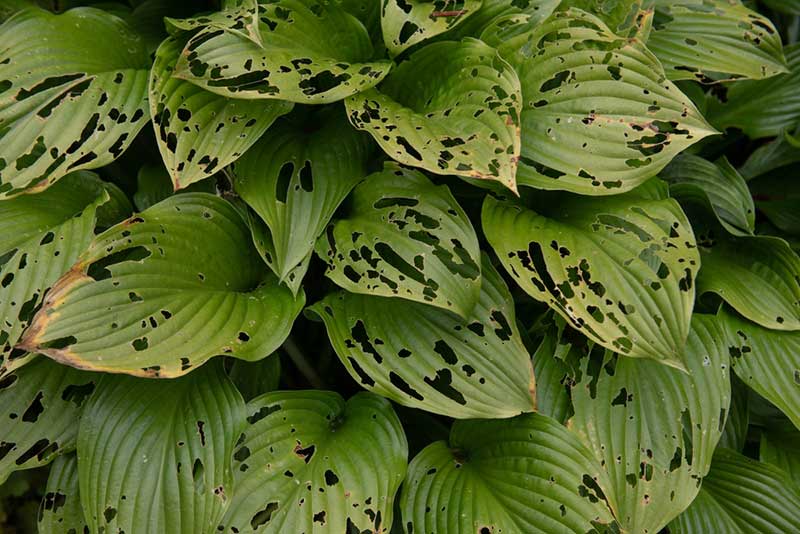 trous dans les hostas