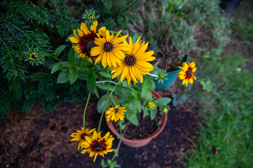 Cultiver des Rudbeckies en pots : Conseils faciles pour des fleurs éclatantes