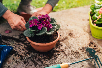 12 Plantes d’intérieur qui profiteront des marcs de café