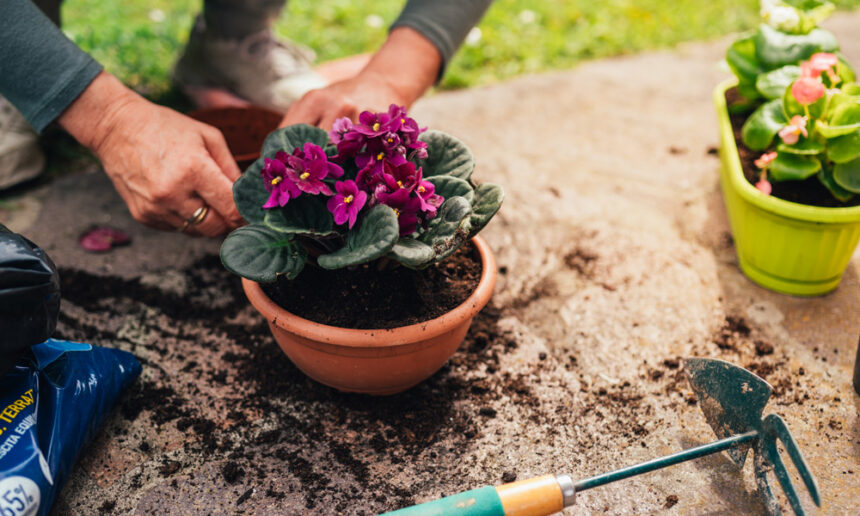 12 Plantes d’intérieur qui profiteront des marcs de café