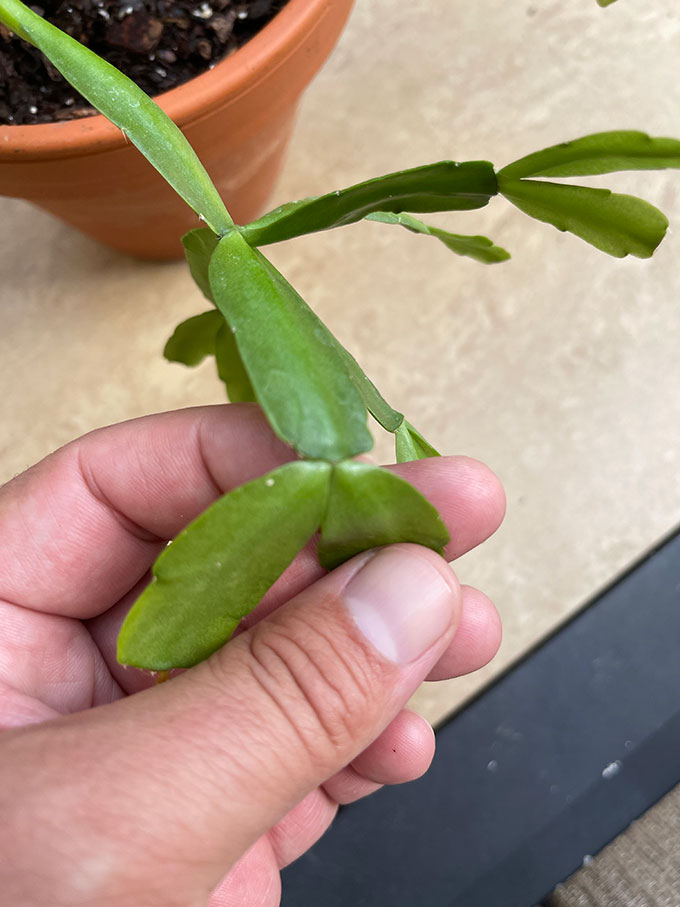 prune christmas cactus