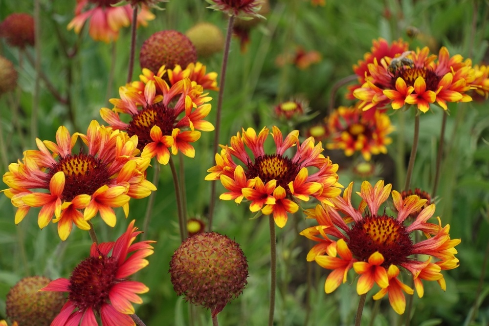 Fleurs de couverture