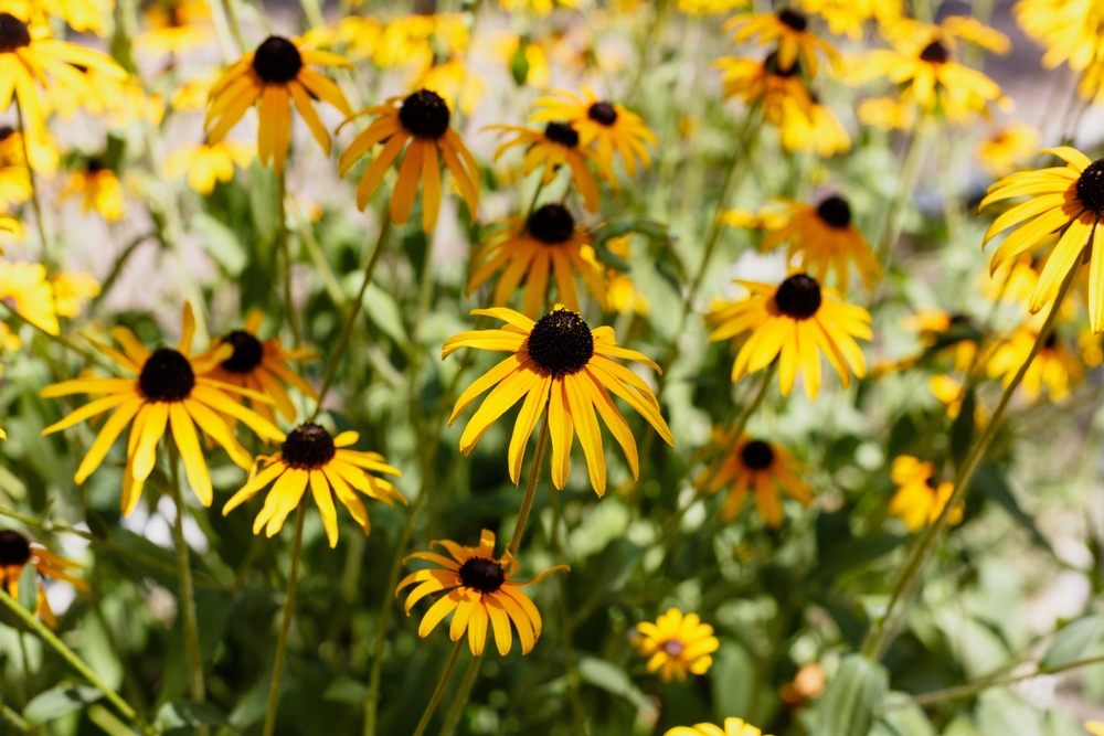 Susans à yeux noirs