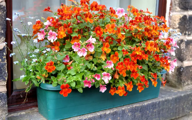 fall-window-boxes-01sm