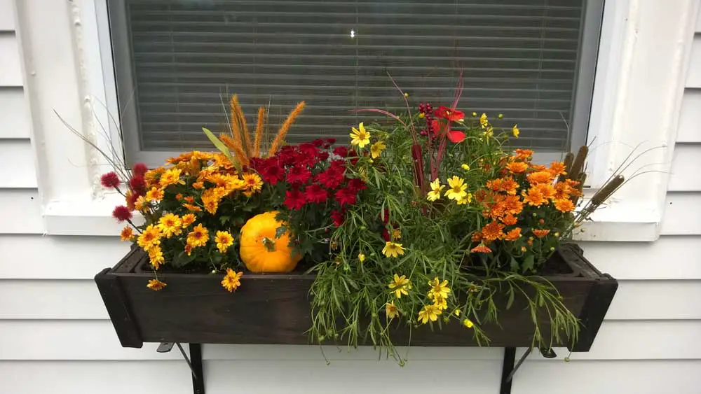 fall colors window box