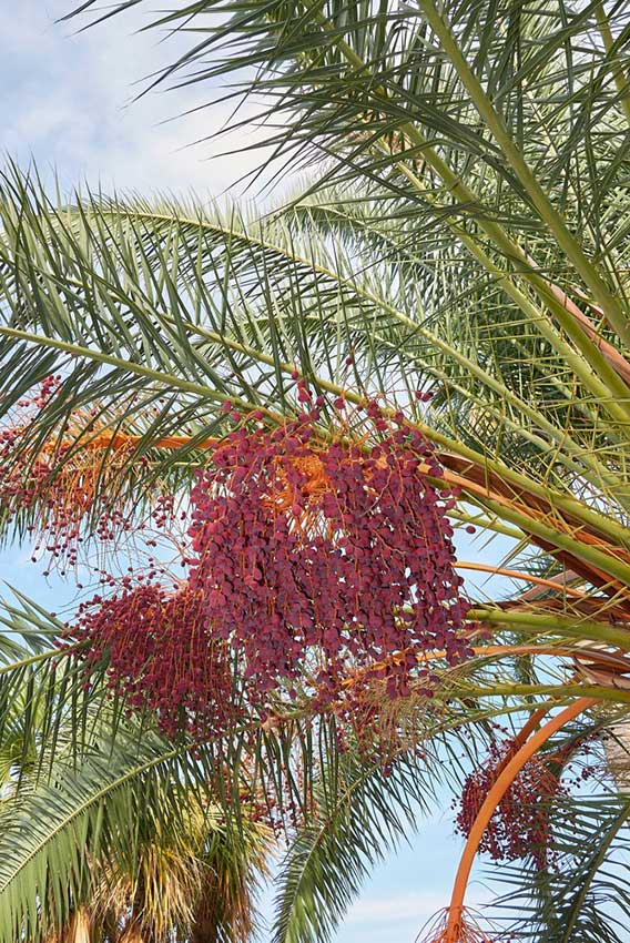 Phoenix Canariensis