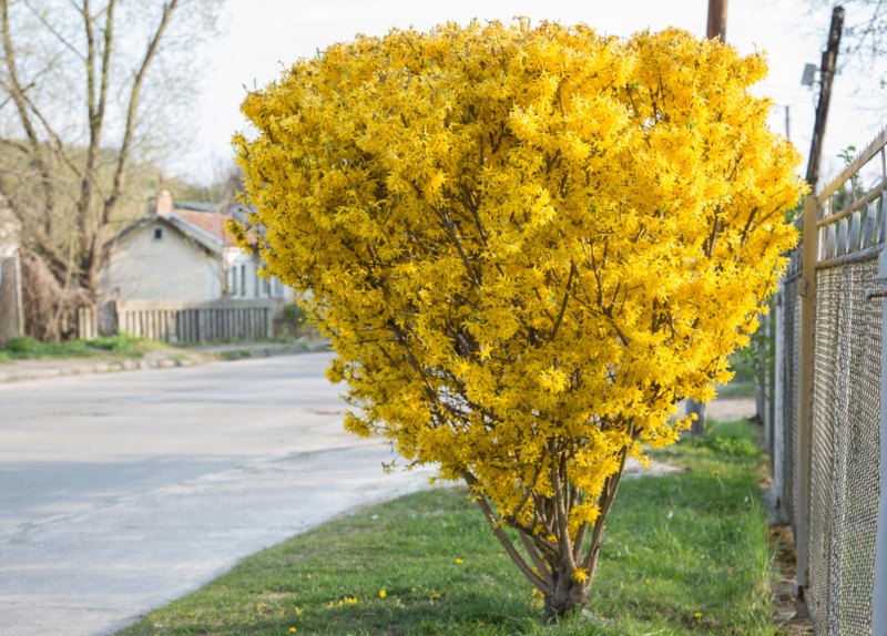 Forsythia