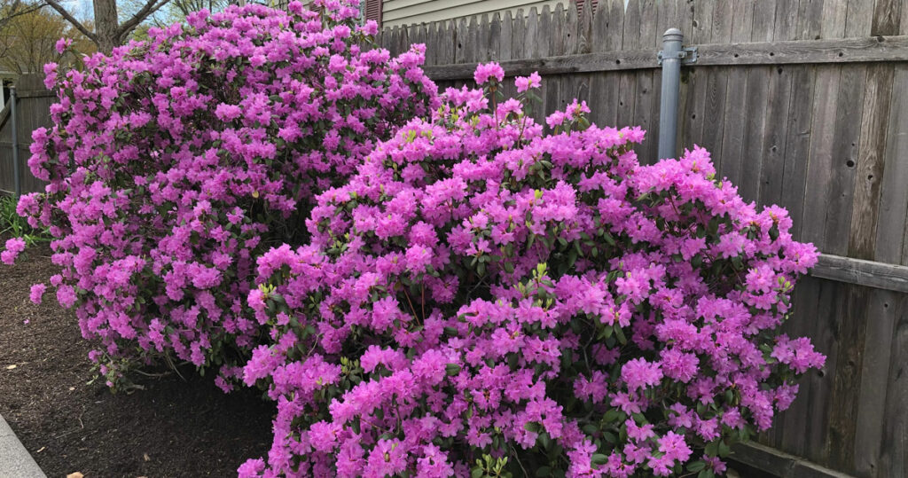 rhododendron en fleurs