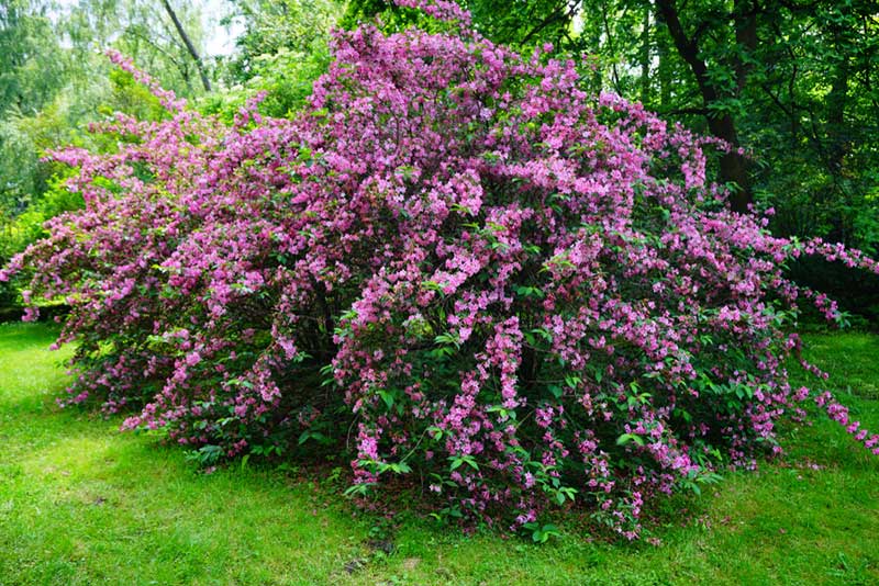 Weigela en fleurs