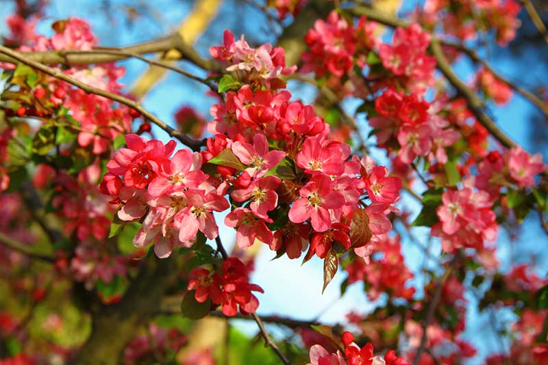 Cognassier japonais en fleurs