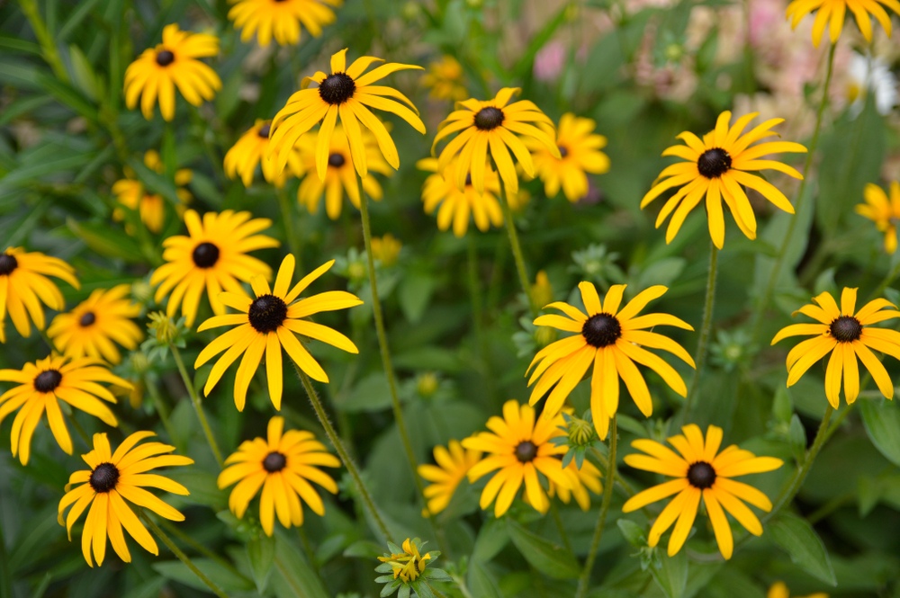 Black-Eyed Susan