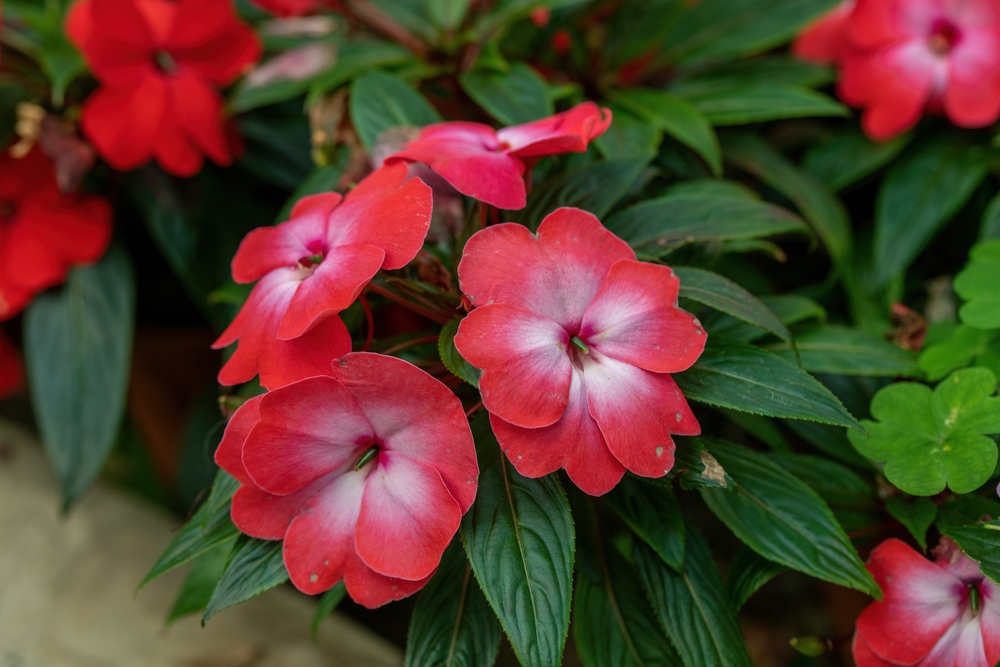 Impatiens