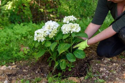 10 Conseils pour Transplanter ou Déplacer vos Hortensias