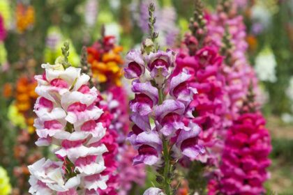 18 graines de fleurs à semer en janvier pour un jardin d’été éblouissant