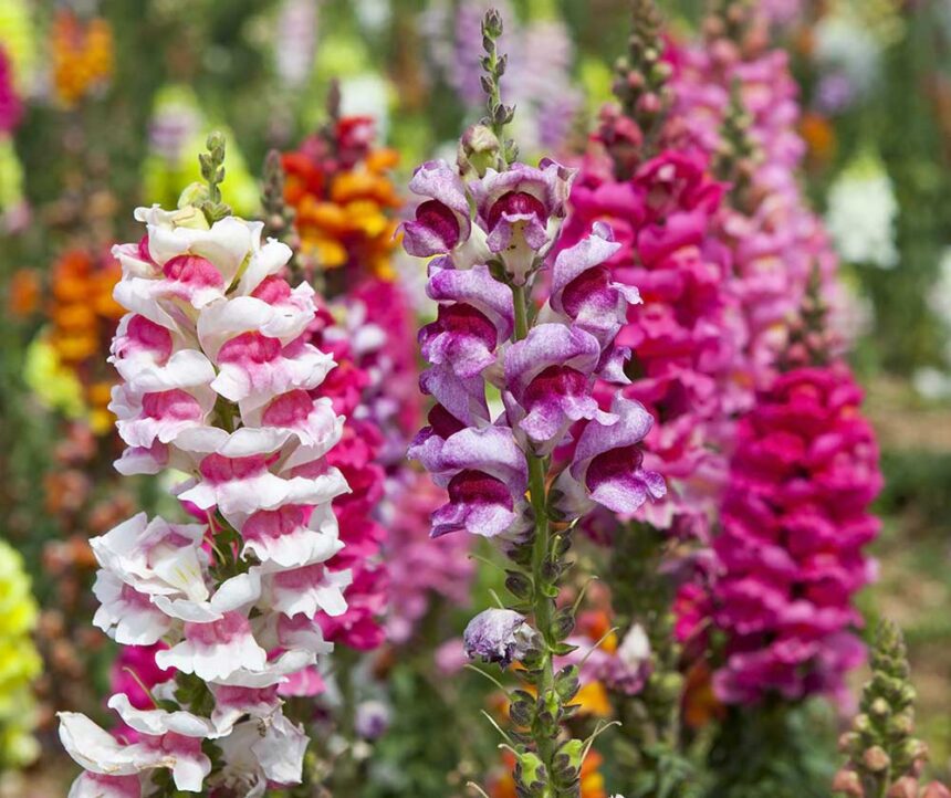 18 graines de fleurs à semer en janvier pour un jardin d’été éblouissant