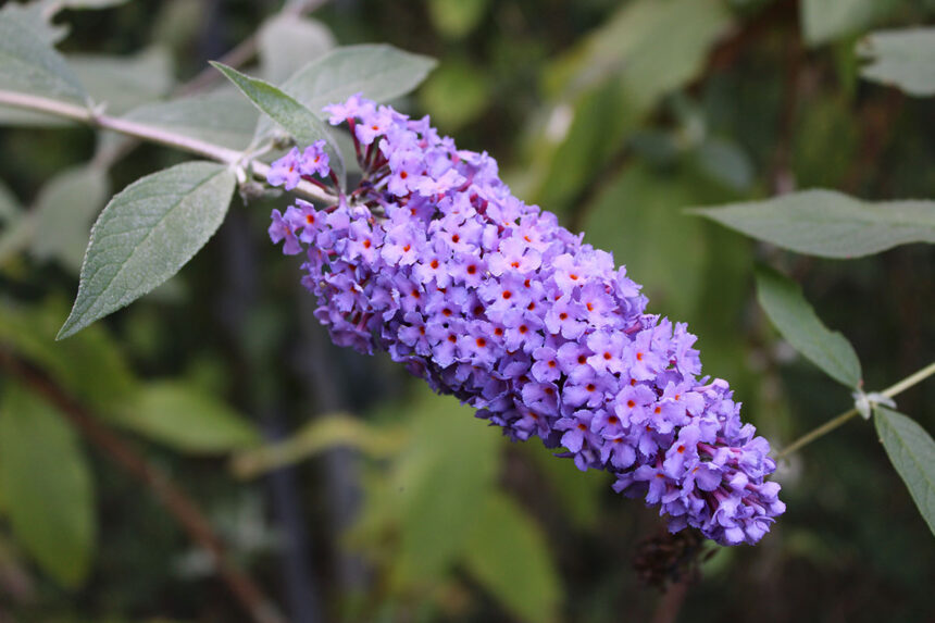 Comment faire germer un Buddleia à partir de graines