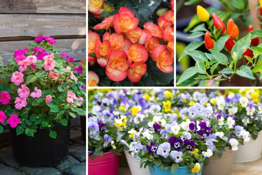 Choisir les meilleures plantes pour les pots ou les contenants