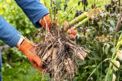 Comment hiverner les dahlias : étapes simples pour un succès au printemps