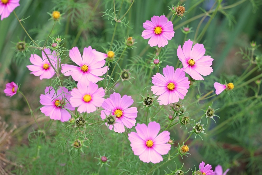 10 Fleurs Annuelles Colorées Pour Prolonger la Floraison de Votre Jardin en Automne