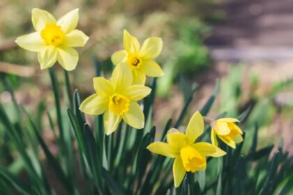 Les bulbes les plus faciles à planter en automne pour les débutants.