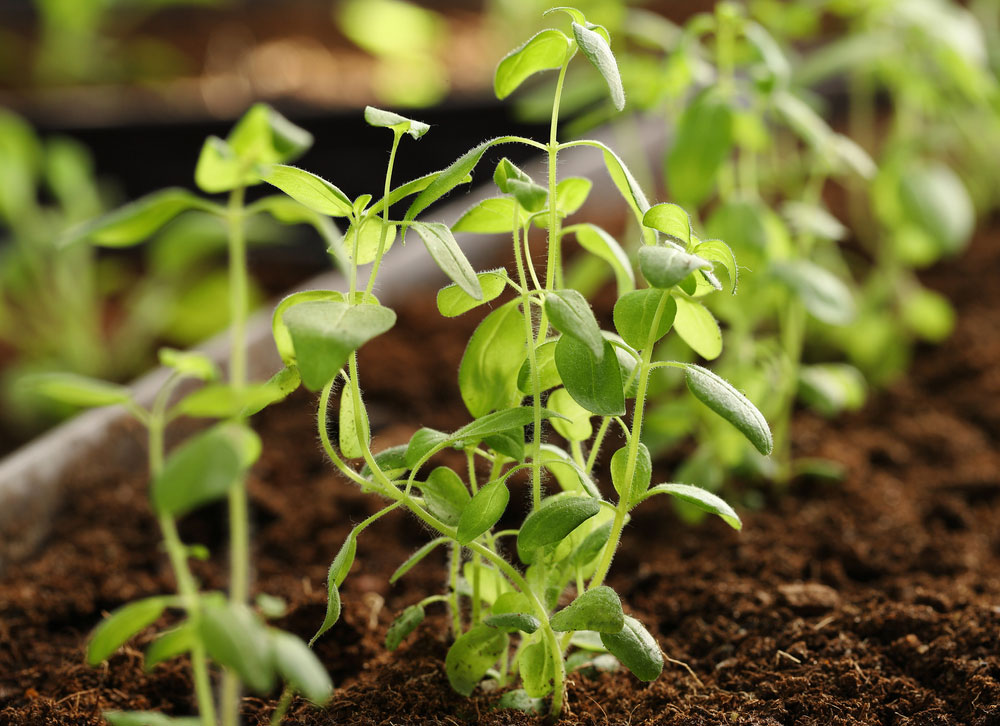 Guide pratique de la graine à la fleur