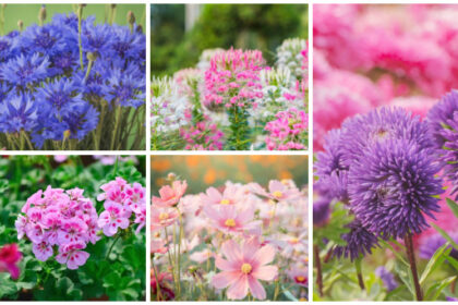 Fleurs annuelles pour un charmant jardin de cottage