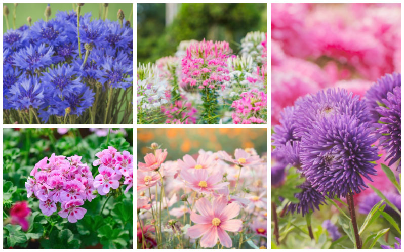 Fleurs annuelles pour un charmant jardin de cottage