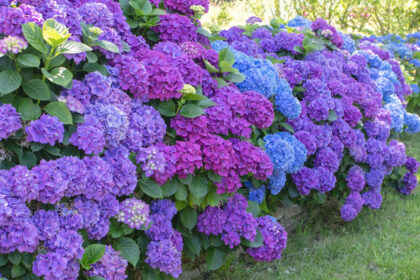 10 Astuces pour Cultiver de Superbes Hortensias XXL