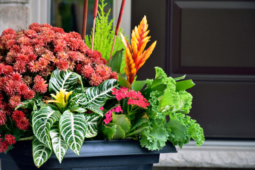 Le Guide du Débutant pour Planter un Jardin en Conteneur