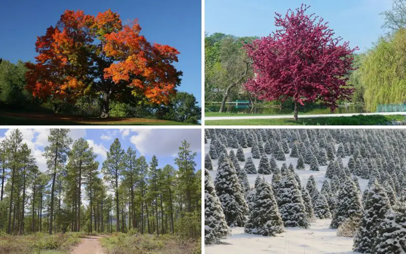 Les 10 meilleurs arbres à planter dans le Minnesota