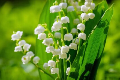 Comment maîtriser le muguet : conseils simples pour apprivoiser cette plante adorée mais envahissante.