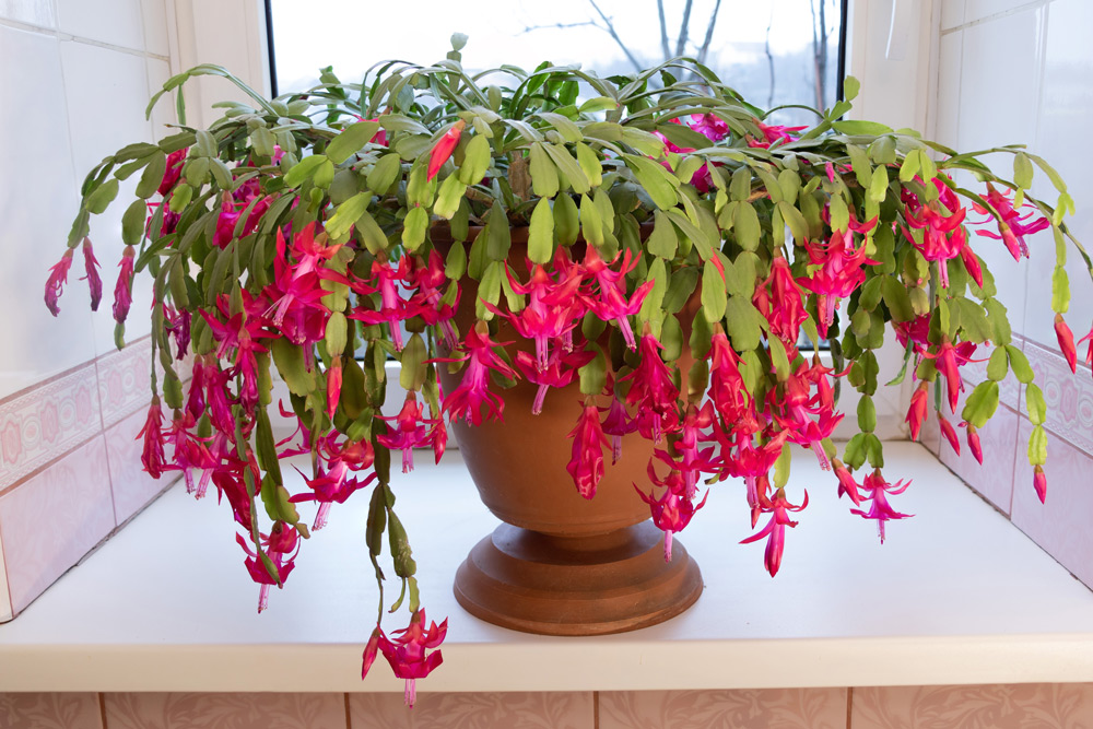 Arrosage de votre cactus de Noël : Assurez la floraison de votre plante festive