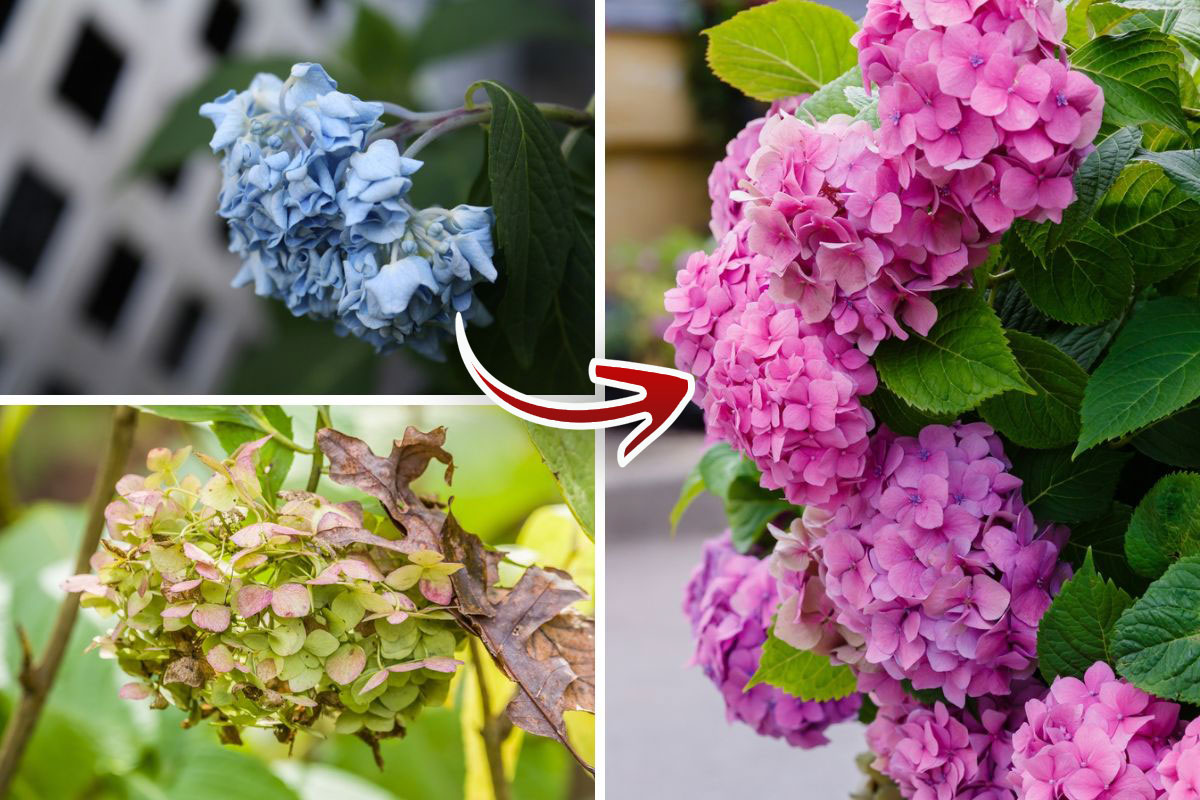 10 Problèmes Courants des Hortensias