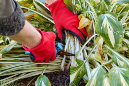 Taille des hostas pour réduire les dégâts causés par les limaces