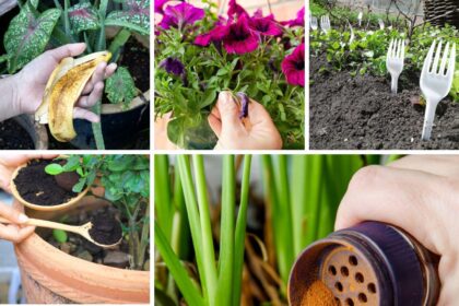 10 astuces de jardinage simples qui fonctionnent vraiment