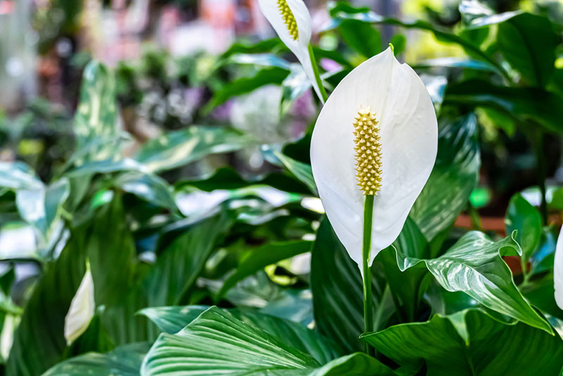 15 Plantes en pot à faible entretien qui prospèrent dans la négligence