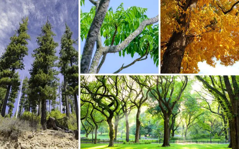 10 Meilleurs Arbres à Planter au Texas