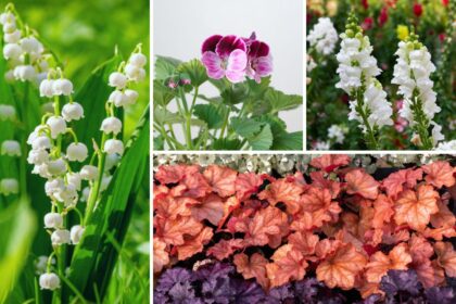 12 Plantes compagnes des hortensias