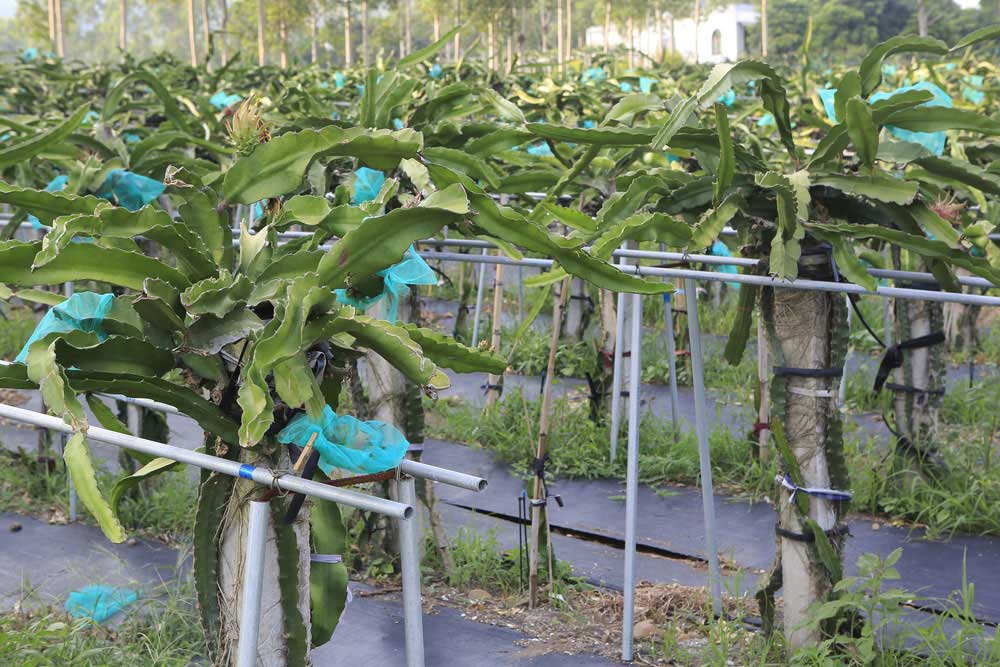 plantes de pitaya