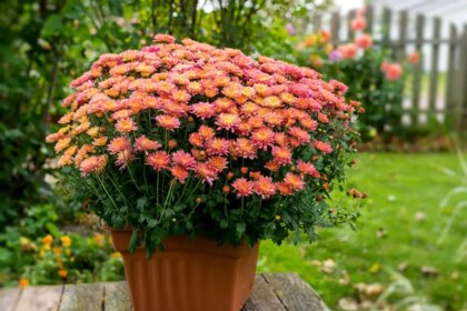 9 Astuces pour Prolonger la Floraison des Chrysanthèmes en Pot !